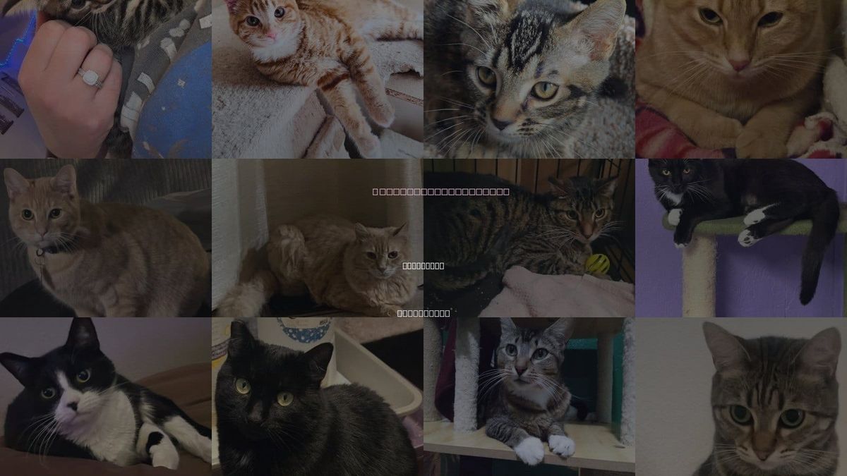 Cats for Adoption in Vancouver, Washington