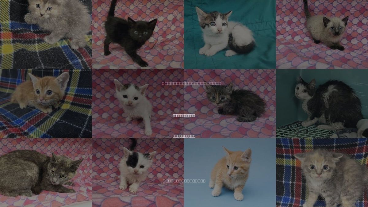 Cats for Adoption in Victorville, California