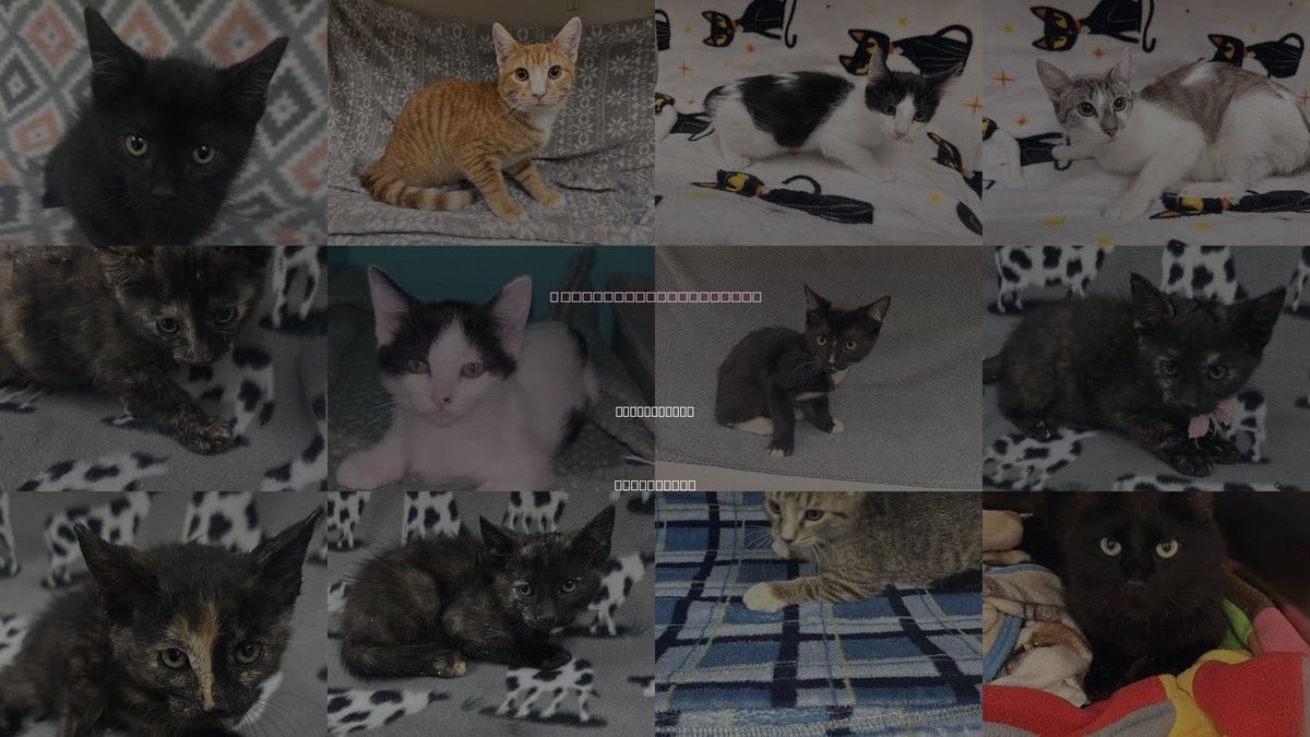 Cats for Adoption in Victorville, California