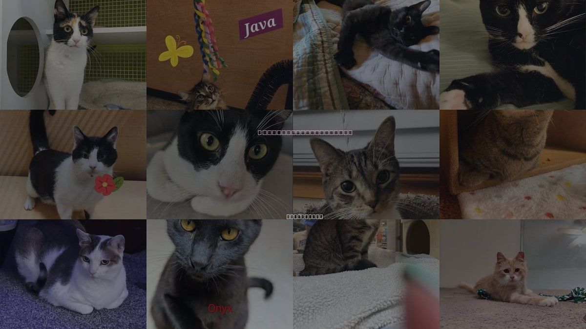 Cats for Adoption in Vineland, New Jersey