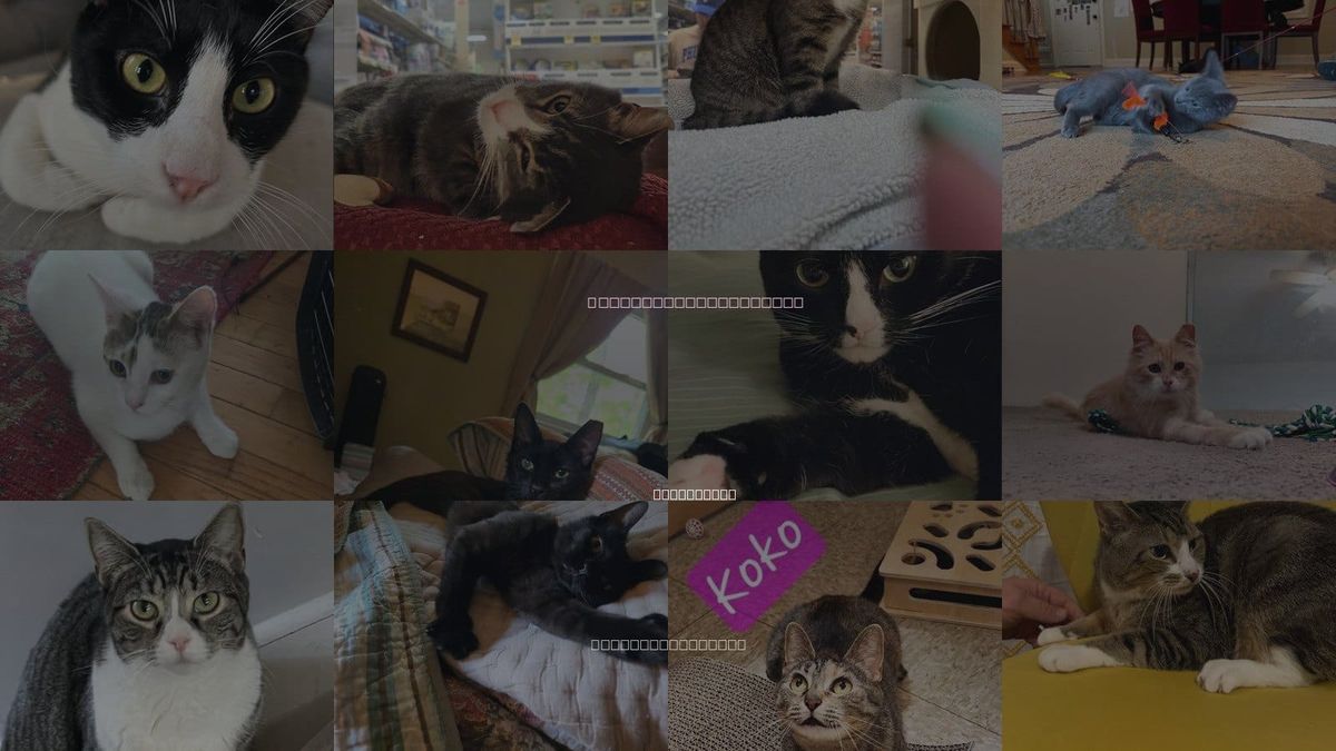 Cats for Adoption in Vineland, New Jersey