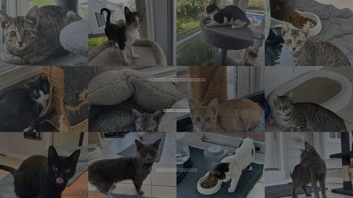 Cats for Adoption in Virginia Beach, Virginia