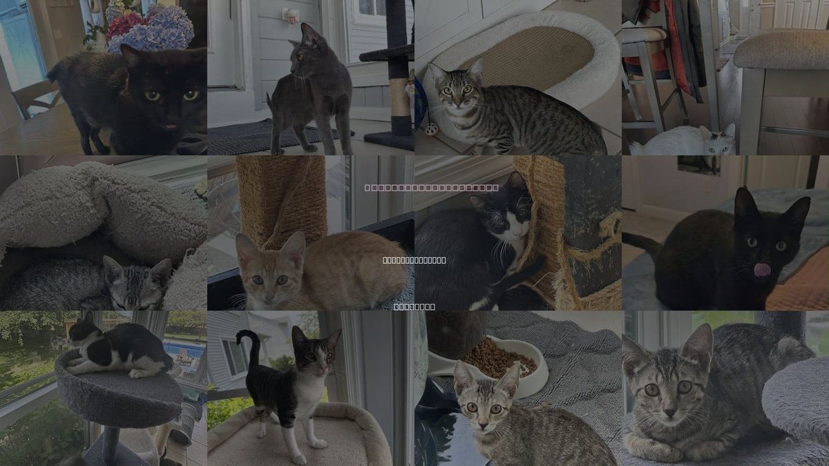 Cats for Adoption in Virginia Beach, Virginia