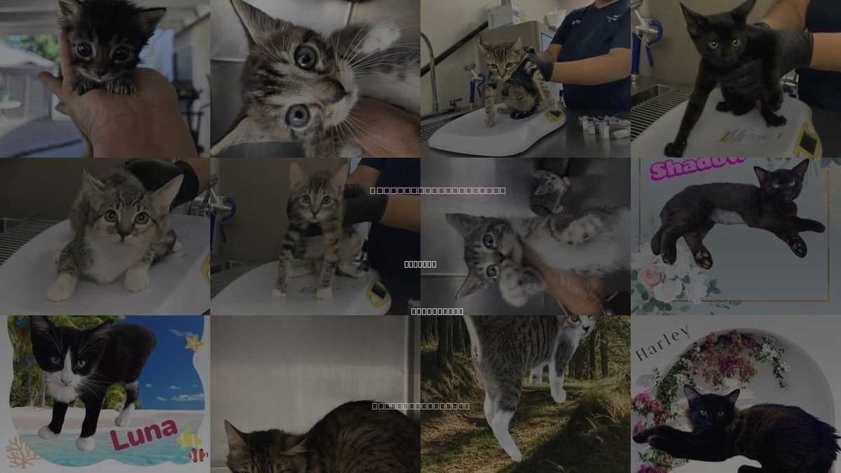 Cats for Adoption in Visalia, California