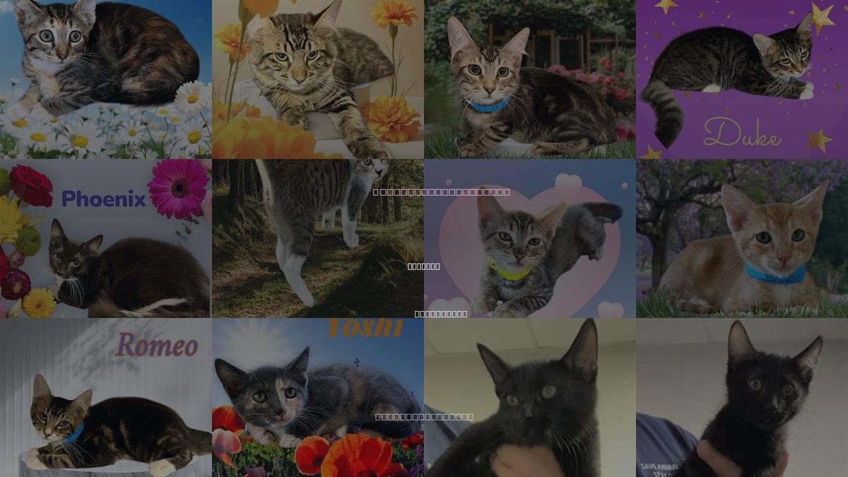 Cats for Adoption in Visalia, California