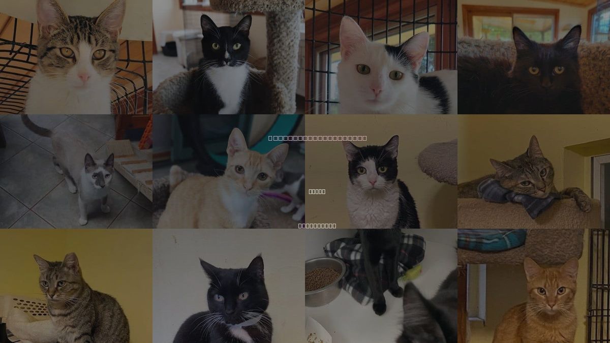 Cats for Adoption in Vista, California