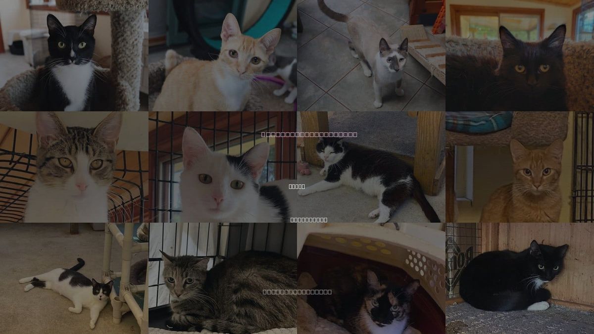 Cats for Adoption in Vista, California