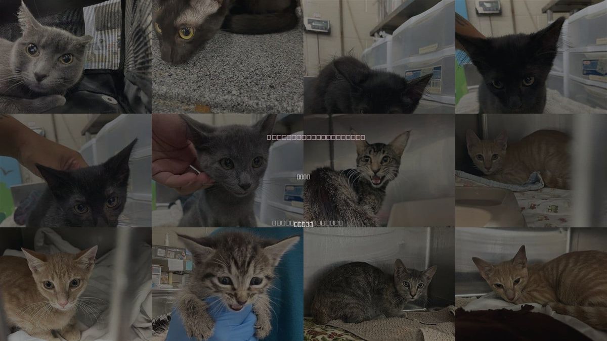 Cats for Adoption in Waco, Texas