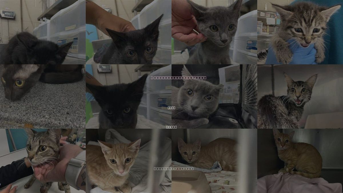 Cats for Adoption in Waco, Texas