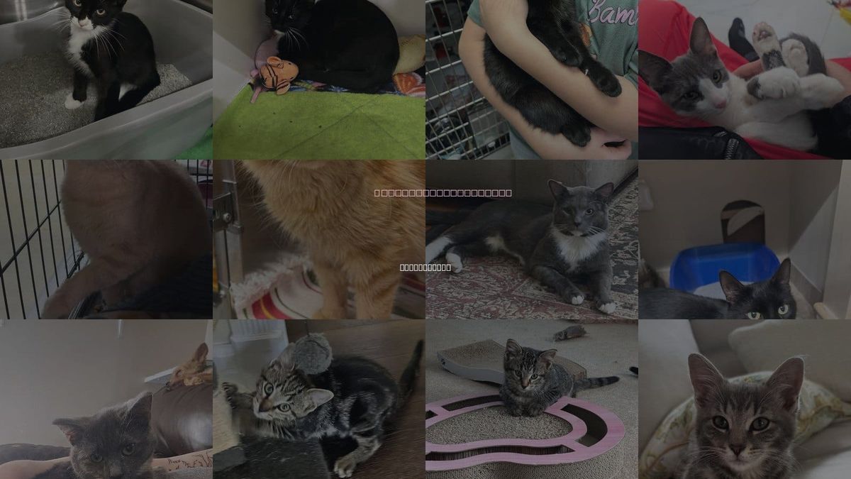 Cats for Adoption in Walled Lake, Michigan