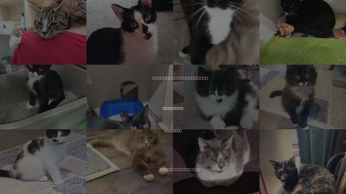 Cats for Adoption in Walled Lake, Michigan