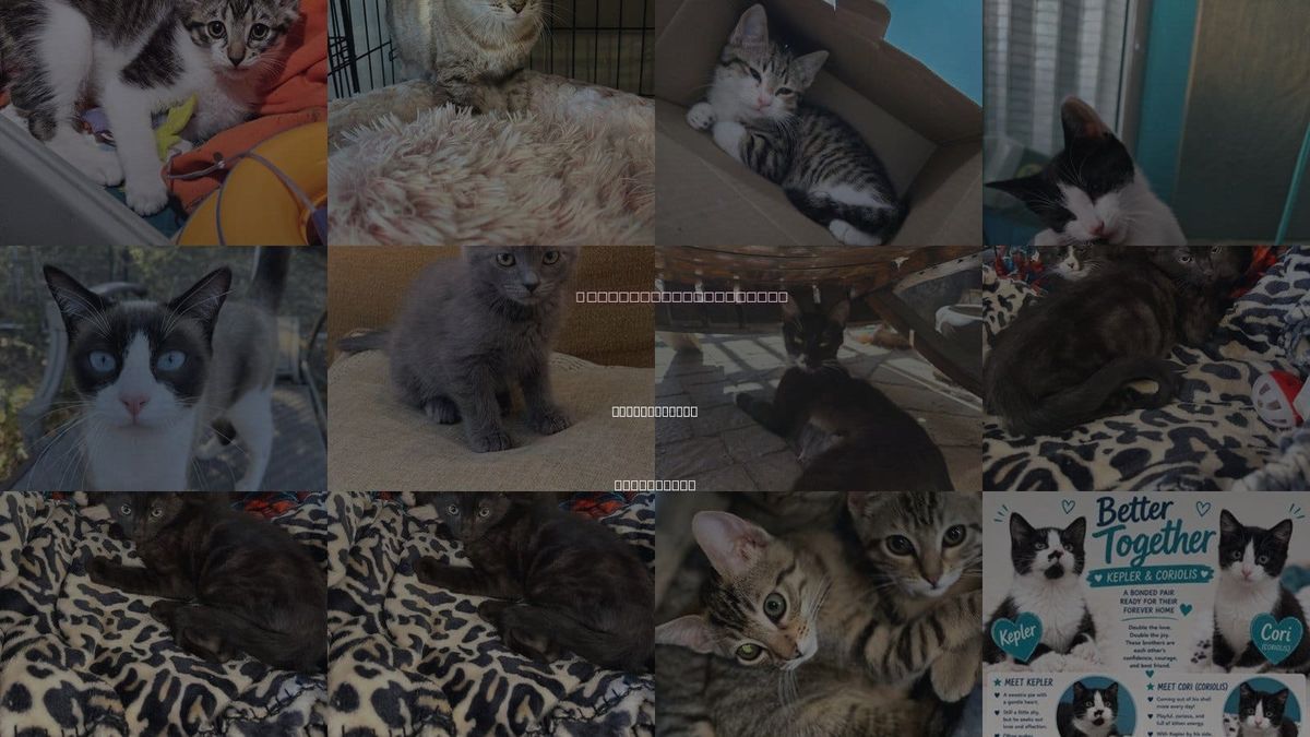 Cats for Adoption in Walnut Creek, California