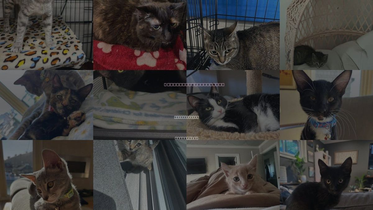 Cats for Adoption in Walnut Creek, California
