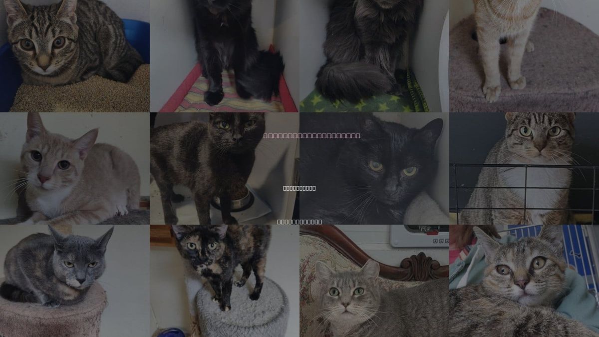 Cats for Adoption in Walnutport, Pennsylvania