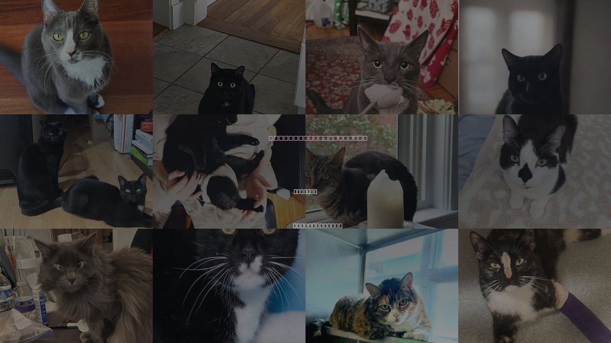 Cats for Adoption in Waltham, Massachusetts