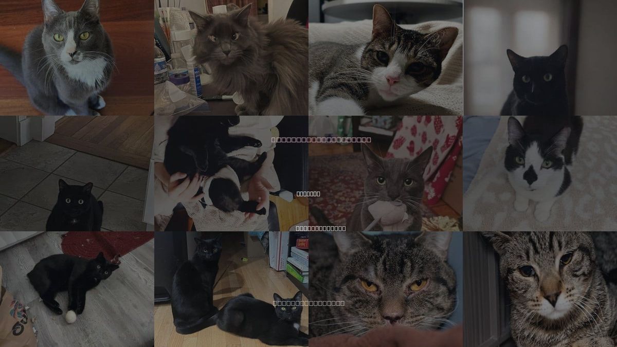 Cats for Adoption in Waltham, Massachusetts