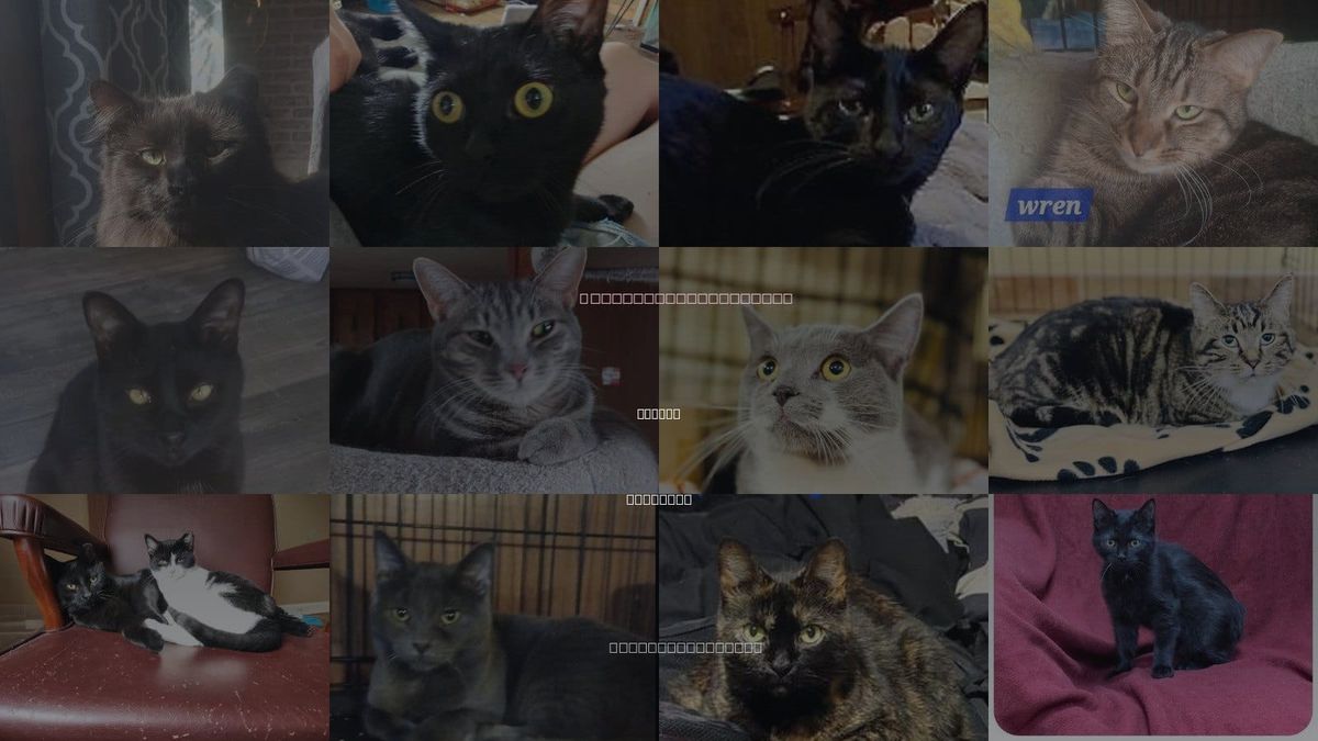 Cats for Adoption in Warren, Michigan