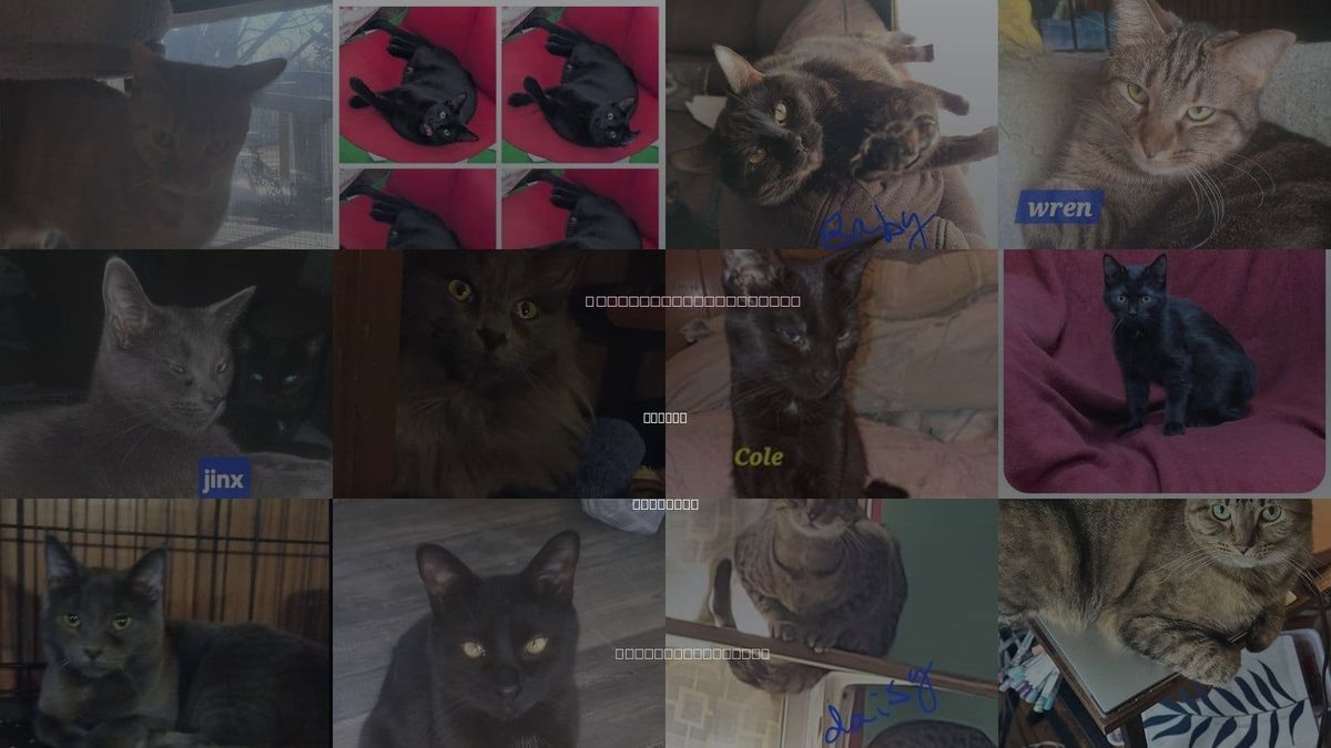 Cats for Adoption in Warren, Michigan