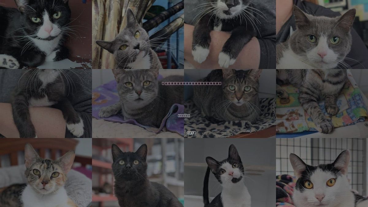 Cats for Adoption in Warren, Ohio