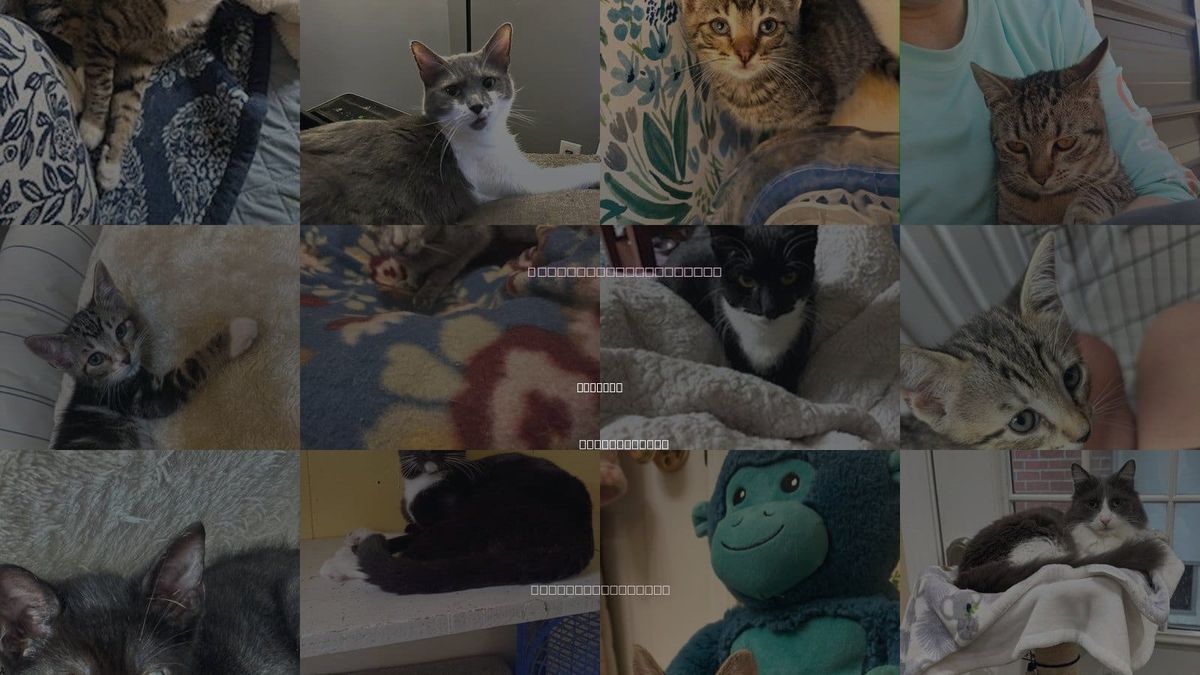Cats for Adoption in Warwick, Rhode Island