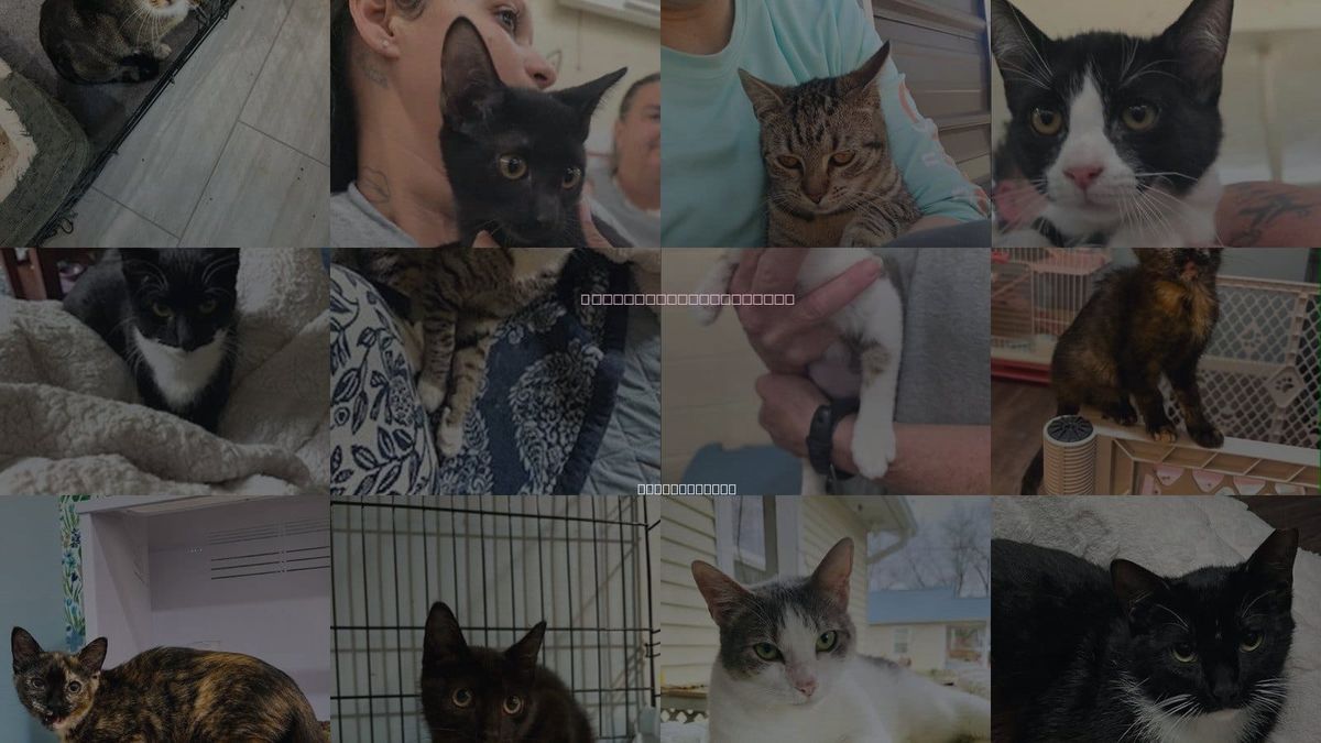 Cats for Adoption in Warwick, Rhode Island