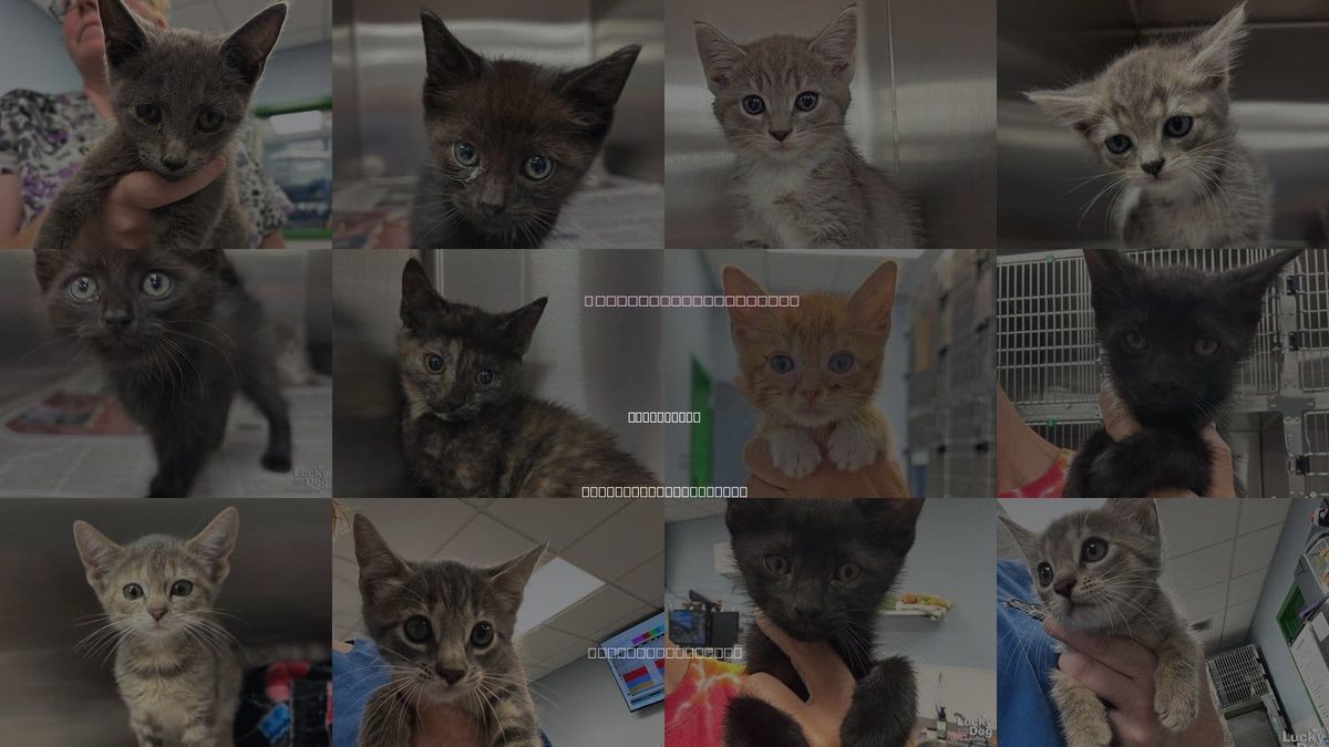 Cats for Adoption in Washington, District of Columbia
