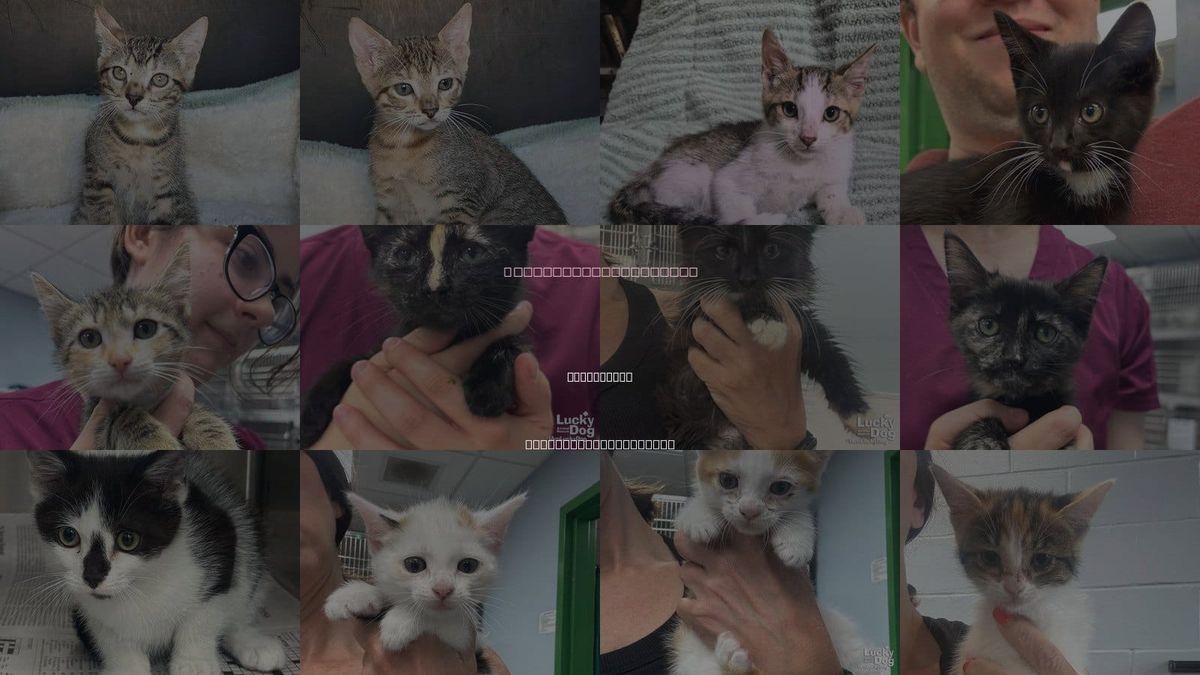 Cats for Adoption in Washington, District of Columbia