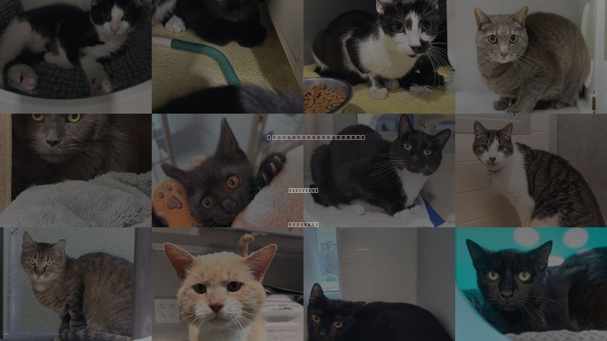 Cats for Adoption in Waterford, Virginia
