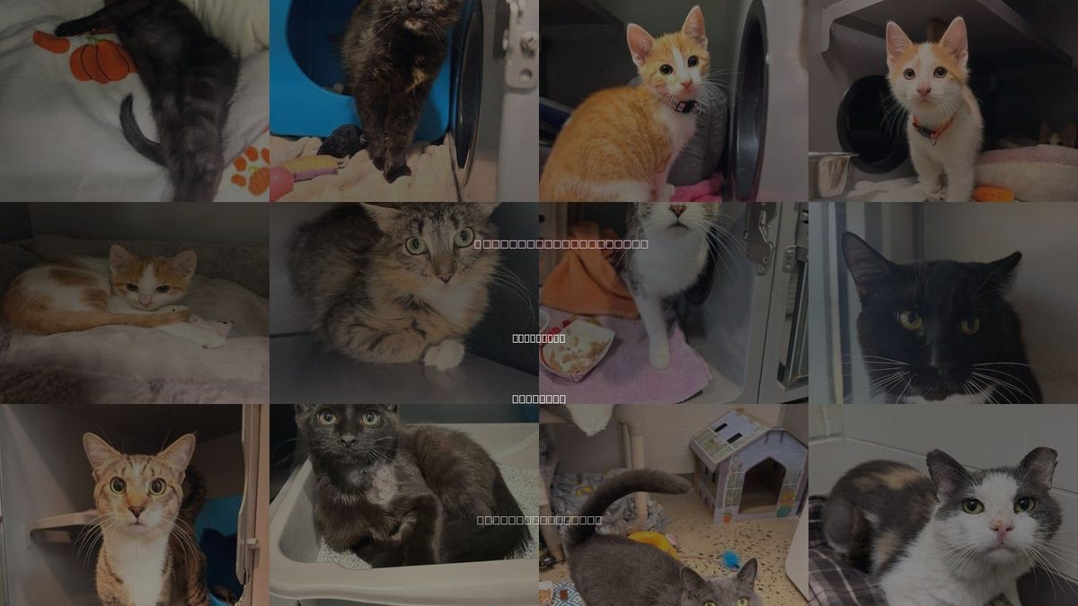 Cats for Adoption in Waterford, Virginia