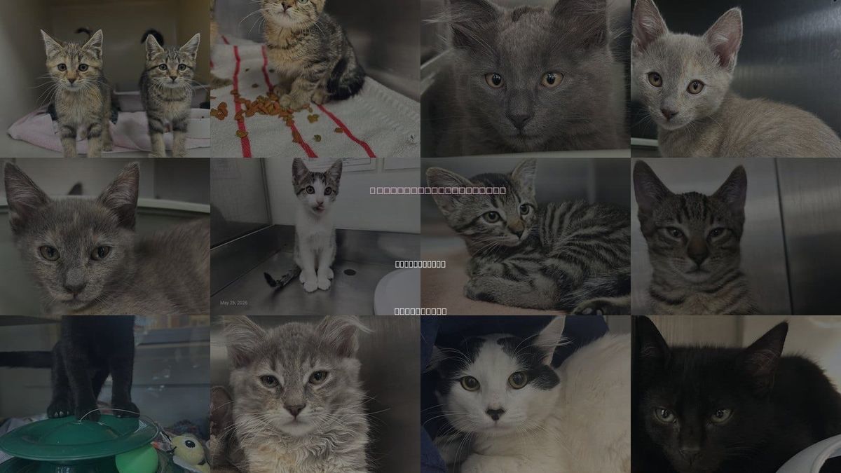 Cats for Adoption in Watsonville, California