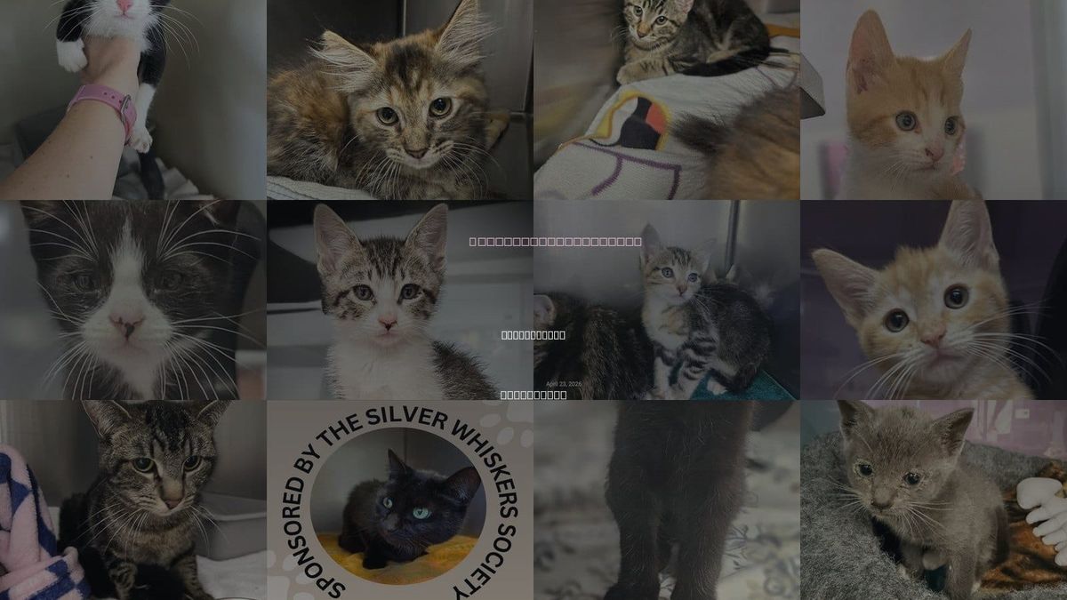 Cats for Adoption in Watsonville, California