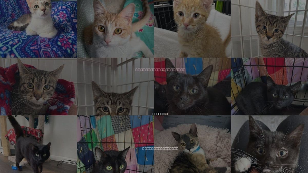 Cats for Adoption in Wauconda, Illinois