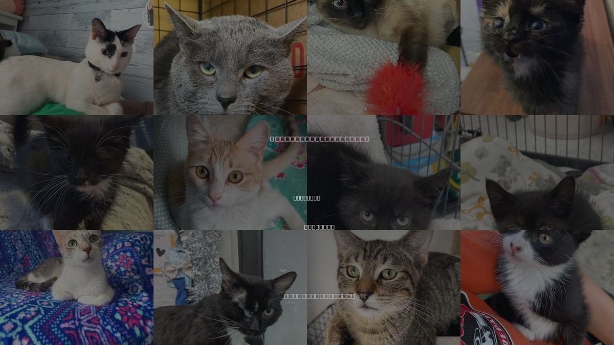 Cats for Adoption in Wauconda, Illinois