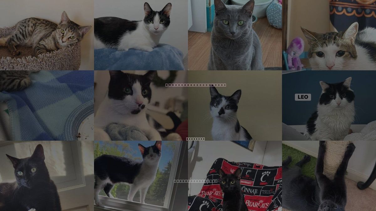 Cats for Adoption in Waukegan, Illinois