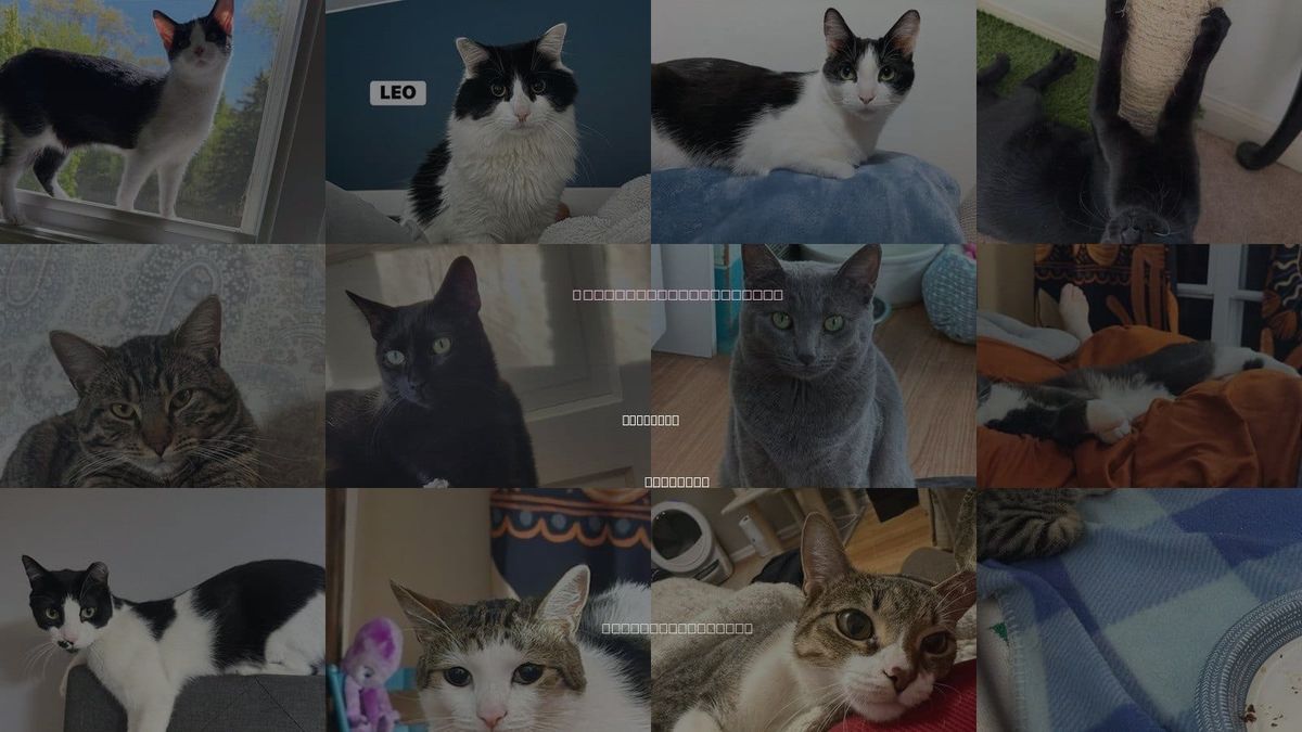 Cats for Adoption in Waukegan, Illinois