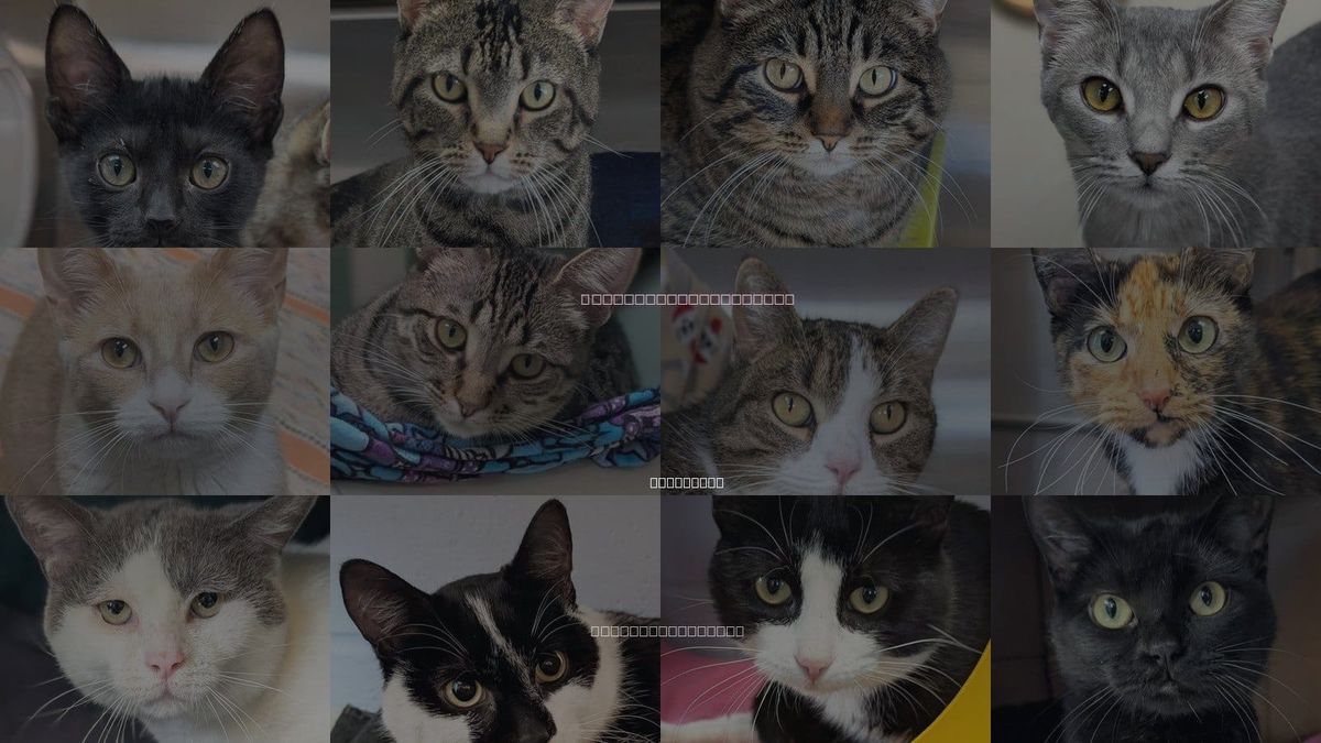 Cats for Adoption in Waukesha, Wisconsin