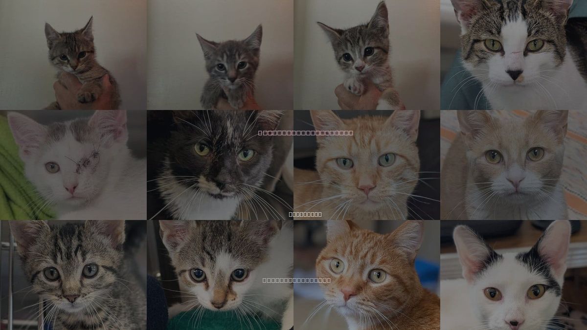 Cats for Adoption in Waukesha, Wisconsin
