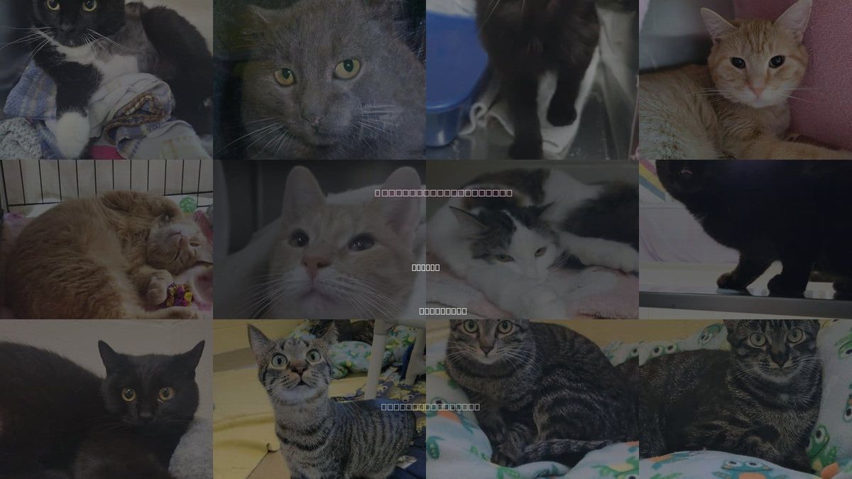 Cats for Adoption in Wausau, Wisconsin