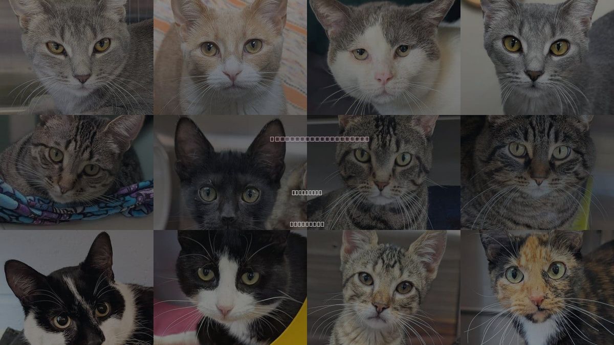 Cats for Adoption in Wauwatosa, Wisconsin
