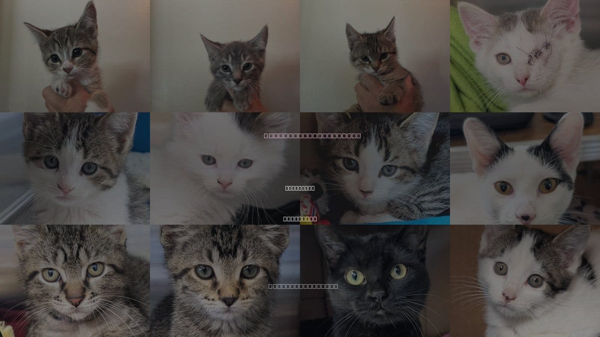 Cats for Adoption in Wauwatosa, Wisconsin