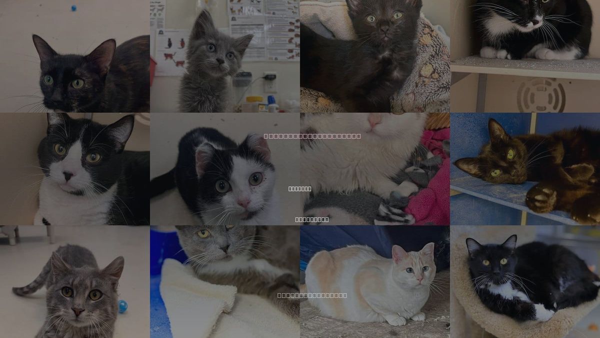 Cats for Adoption in Webster, Wisconsin