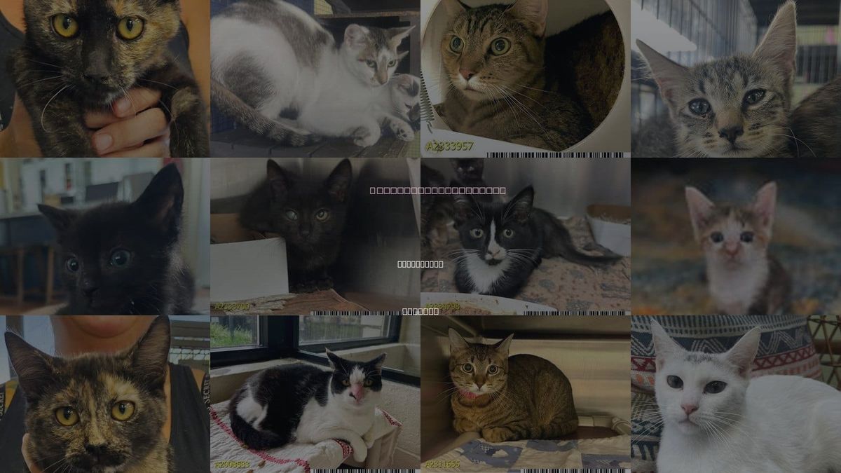 Cats for Adoption in Wellington, Florida