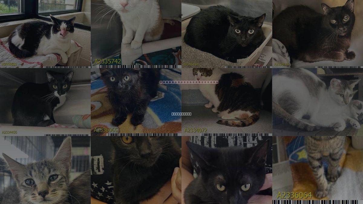 Cats for Adoption in Wellington, Florida