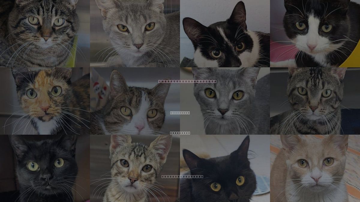 Cats for Adoption in West Allis, Wisconsin