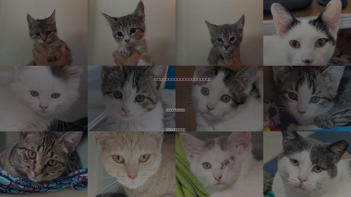 Cats for Adoption in West Allis, Wisconsin