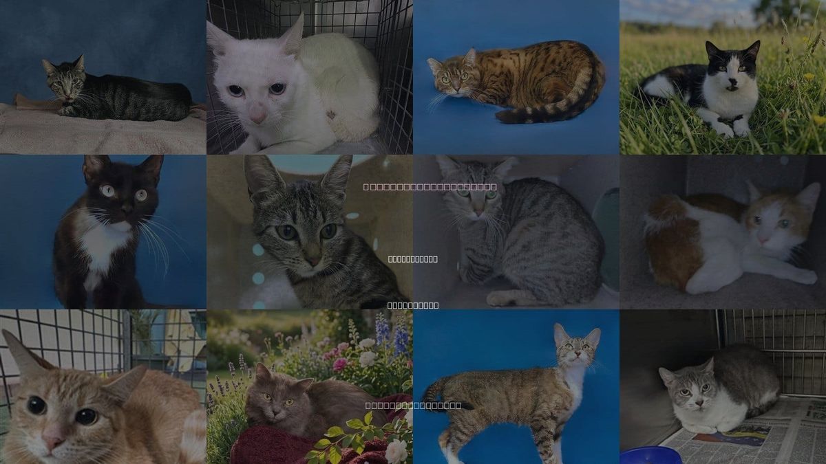 Cats for Adoption in West Covina, California