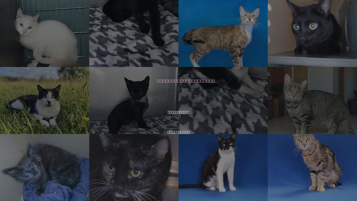 Cats for Adoption in West Covina, California