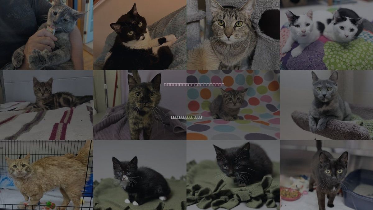 Cats for Adoption in West Des Moines, Iowa