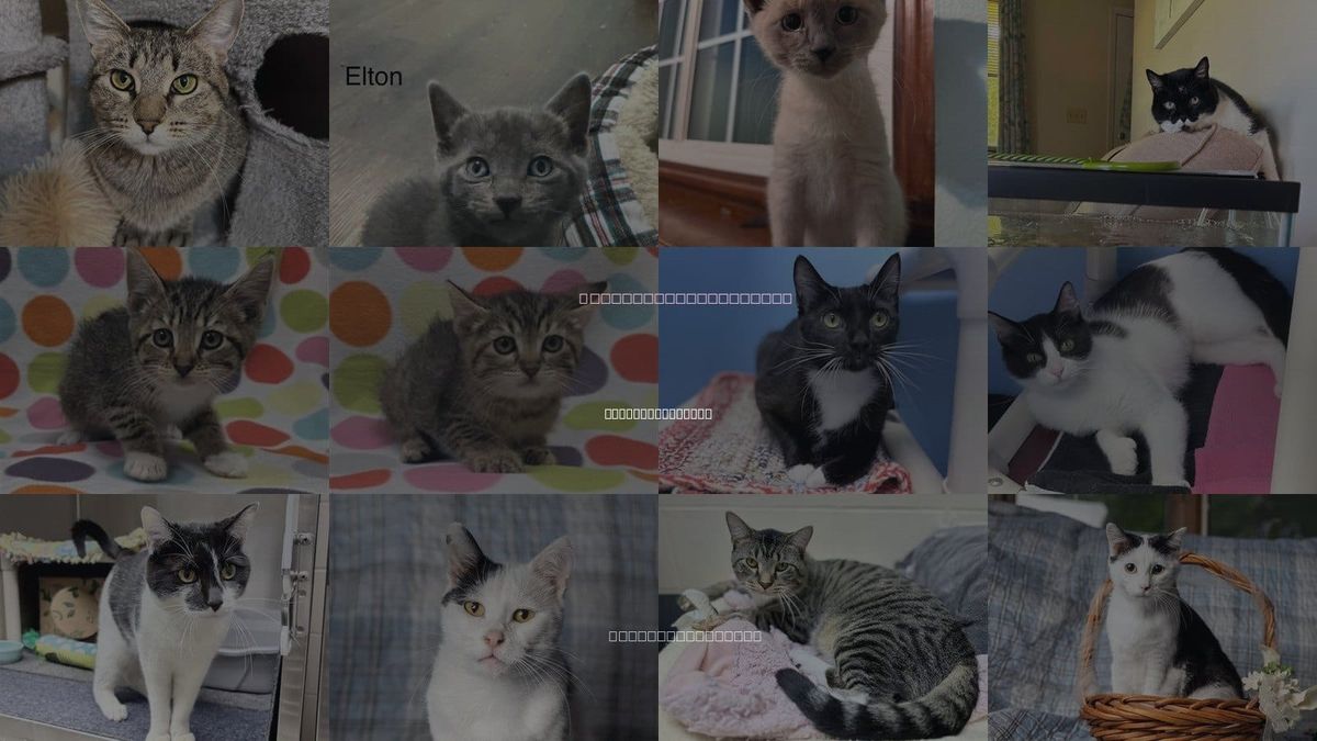 Cats for Adoption in West Des Moines, Iowa