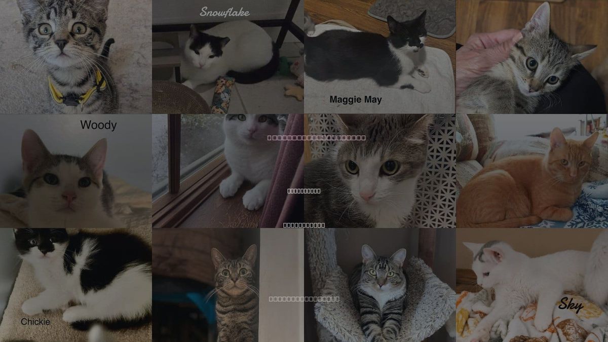 Cats for Adoption in West Haven, Connecticut